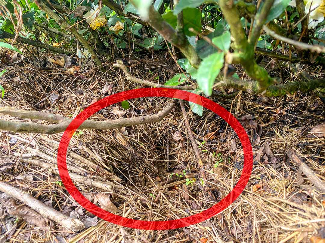 A hole made by a wild boar in a tea garden