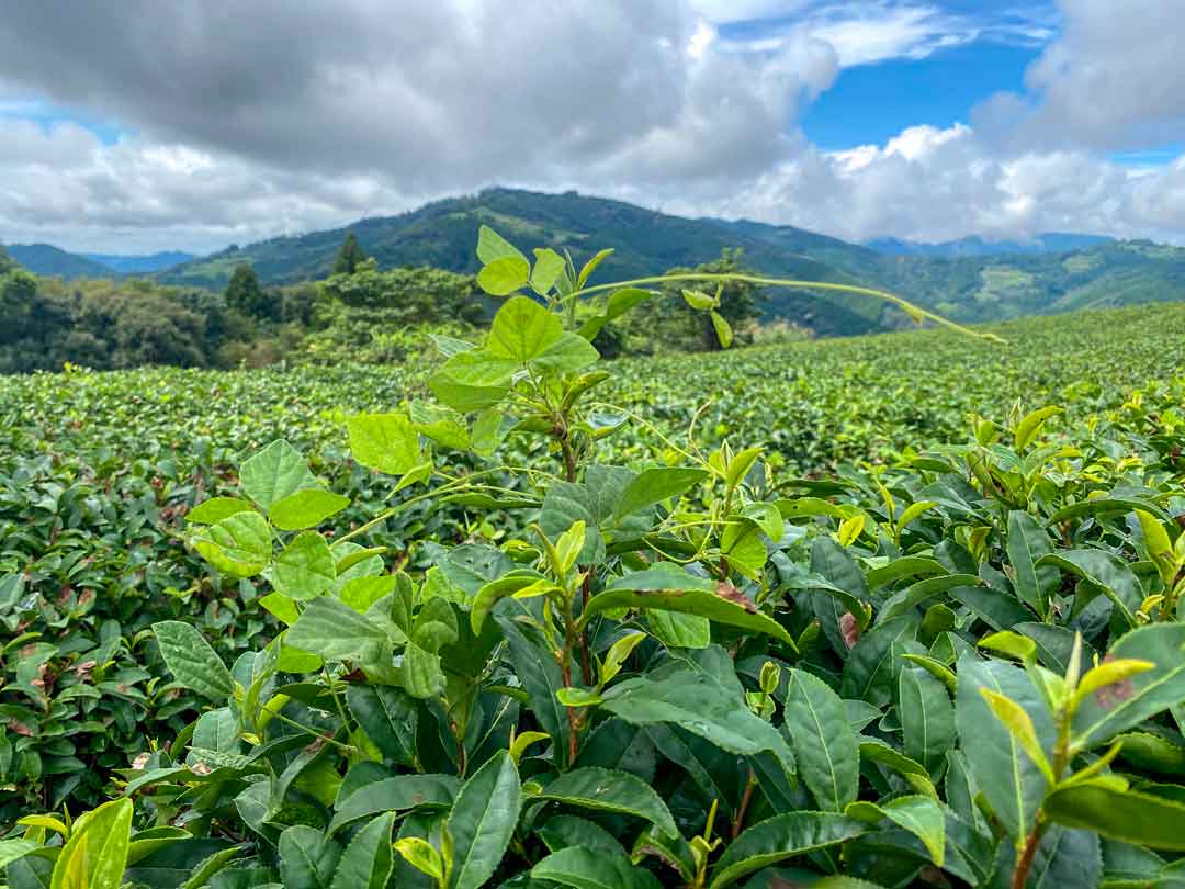 Vine grass growing in a tea field